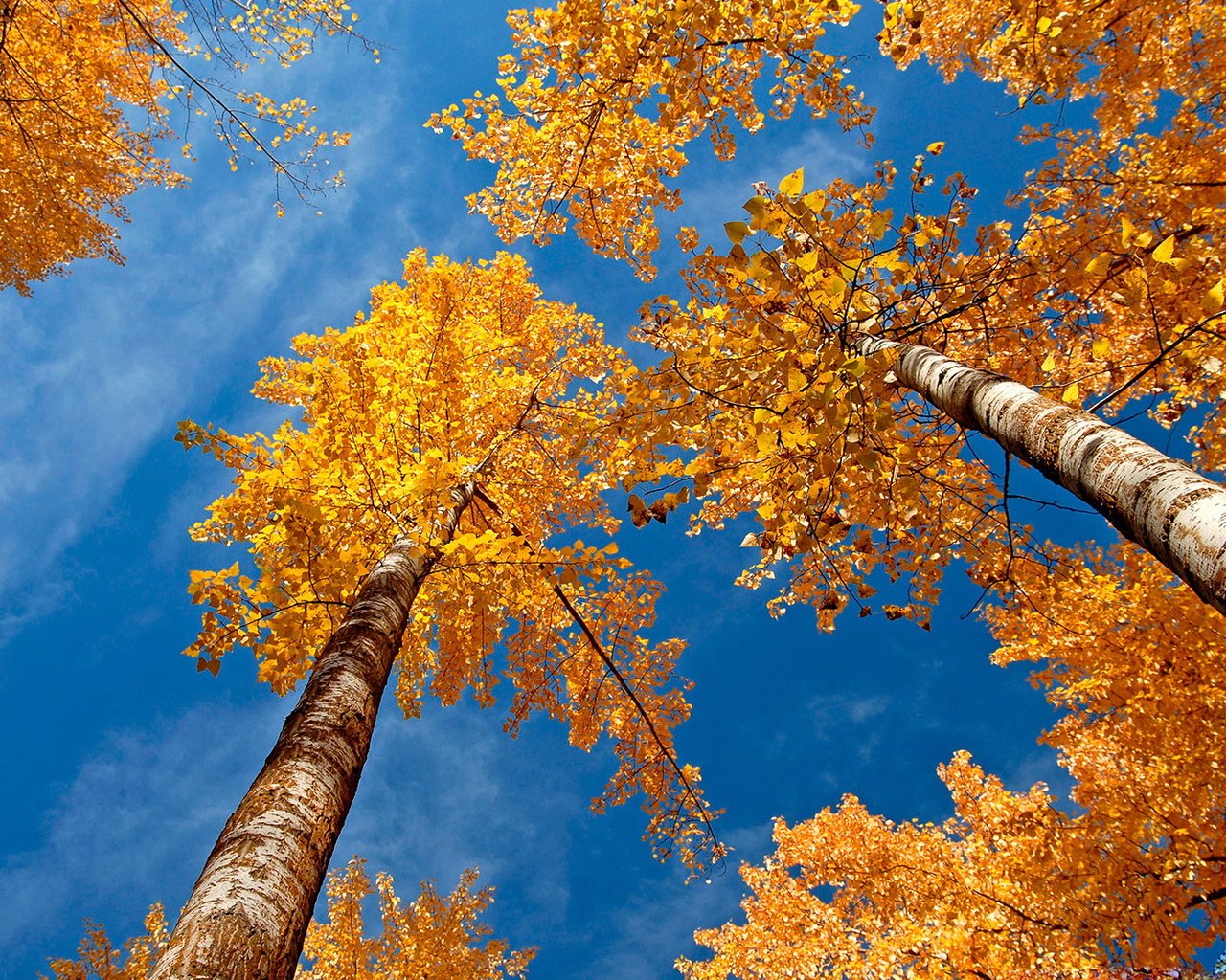 Обои небо, деревья, березы, осень, желтые листья, крона, вид снизу, the sky, trees, birch, autumn, yellow leaves, crown, bottom view разрешение 1920x1080 Загрузить