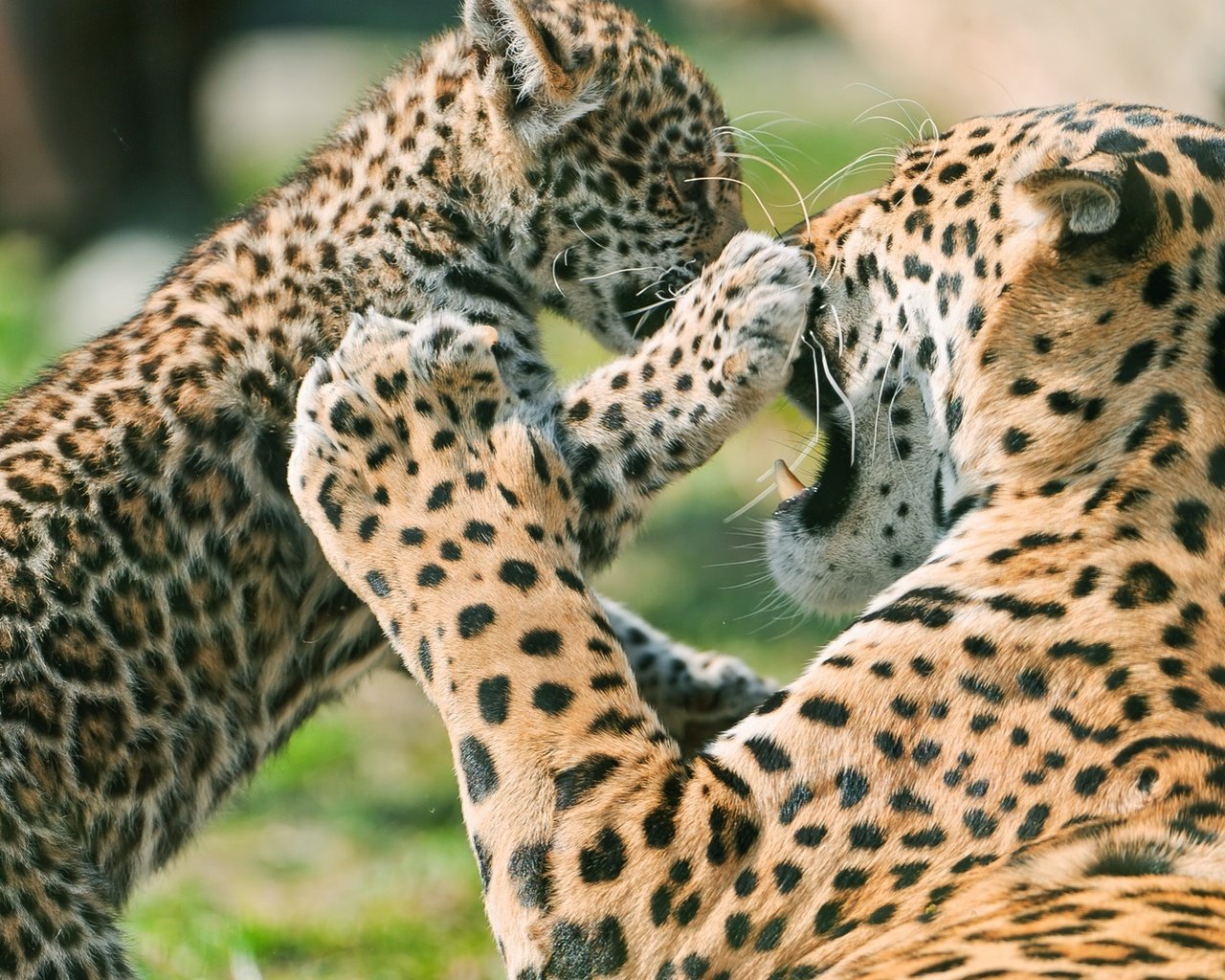 Обои ягуар, детеныш, мать, jaguar, cub, mother разрешение 1920x1080 Загрузить