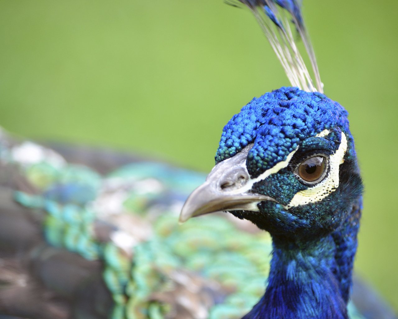 Обои птица, клюв, павлин, перья, крупным планом, bird, beak, peacock, feathers, closeup разрешение 1920x1200 Загрузить