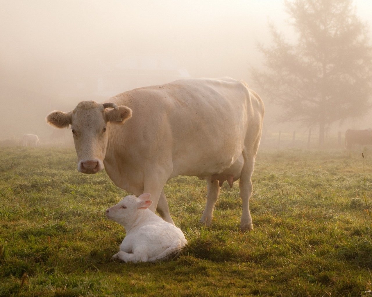Обои трава, животные, туман, забота, корова, коровы, телёнок, корова с теленком, grass, animals, fog, care, cow, cows, calf, cow with calf разрешение 1920x1200 Загрузить