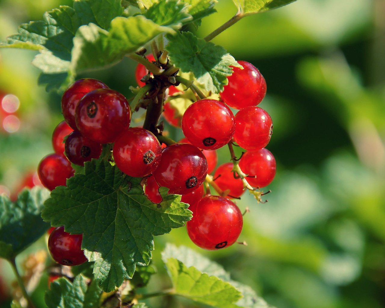 Обои листья, ягода, красная смородина, смородина, боке, кислица, leaves, berry, red currant, currants, bokeh, oxalis разрешение 1920x1278 Загрузить