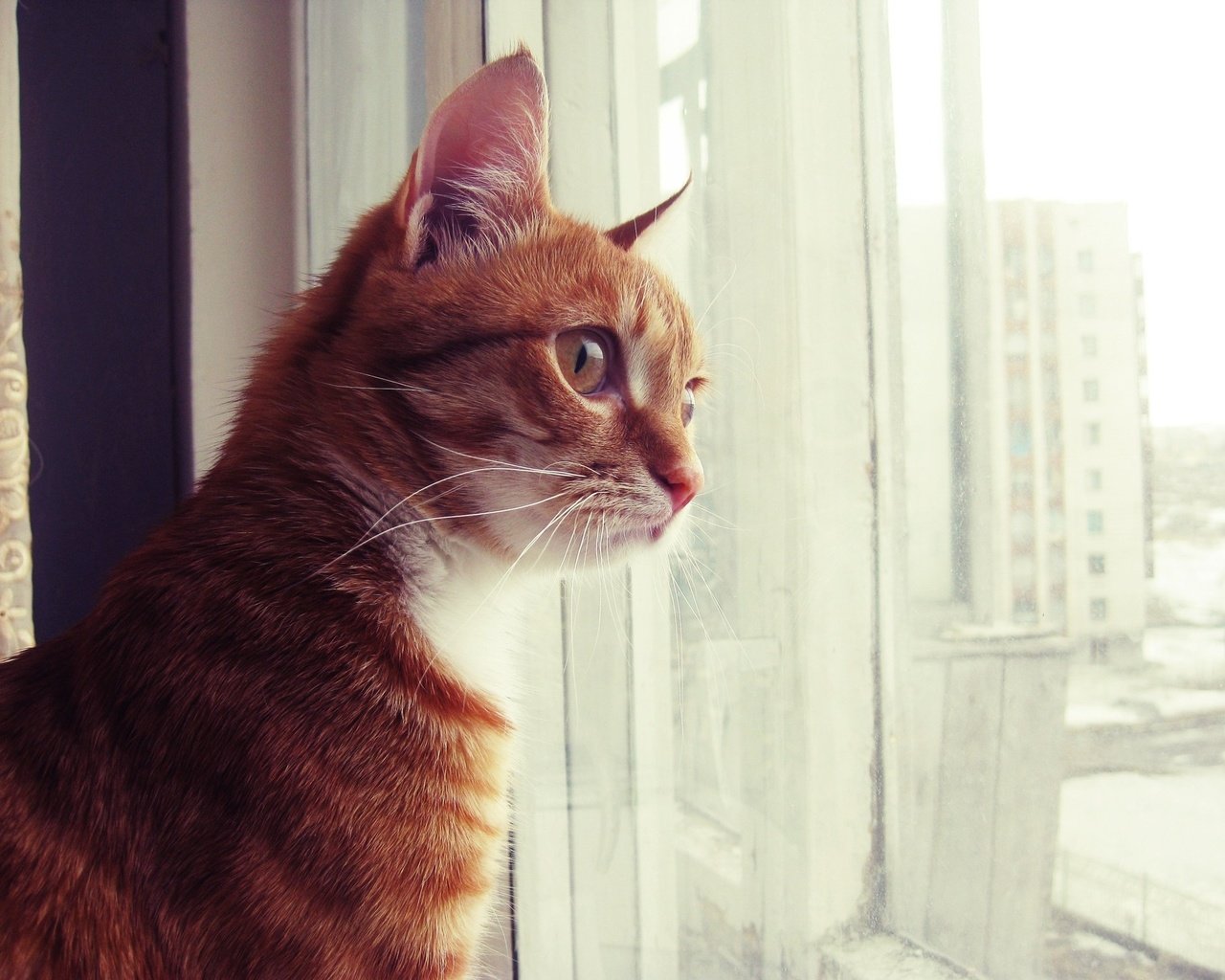 Обои кот, смотрит, сидит, окно, рыжий, рыжик, котик, скучаю, cat, looks, sitting, window, red, ginger, miss разрешение 1920x1440 Загрузить