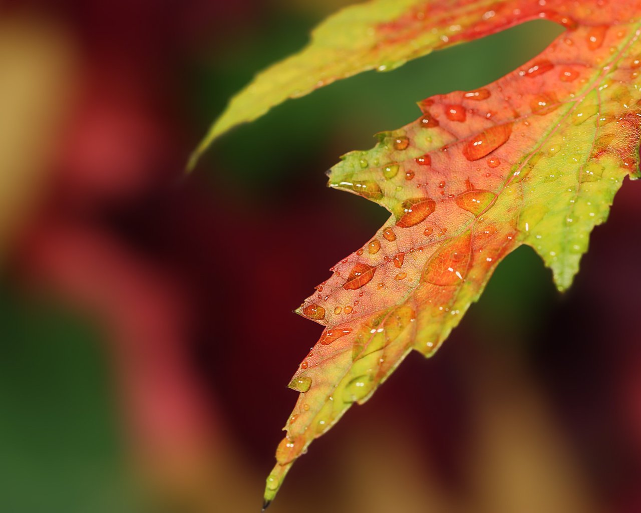 Обои макро, капли, осень, лист, размытие, macro, drops, autumn, sheet, blur разрешение 1920x1200 Загрузить