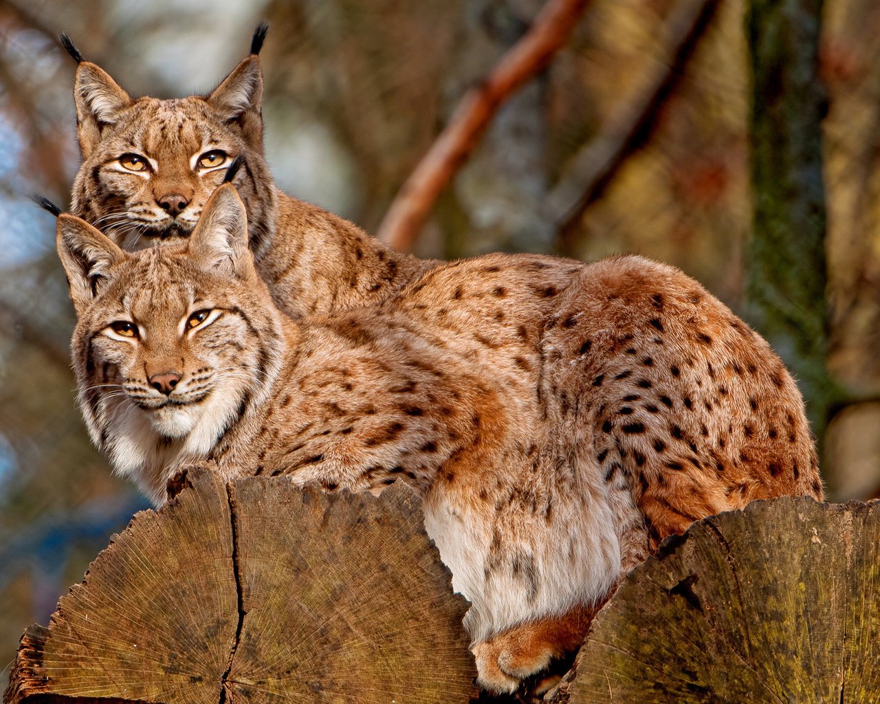 Обои рысь, на дереве, кисточки, две, две рыси, lynx, on the tree, brush, two, two lynx разрешение 1920x1280 Загрузить