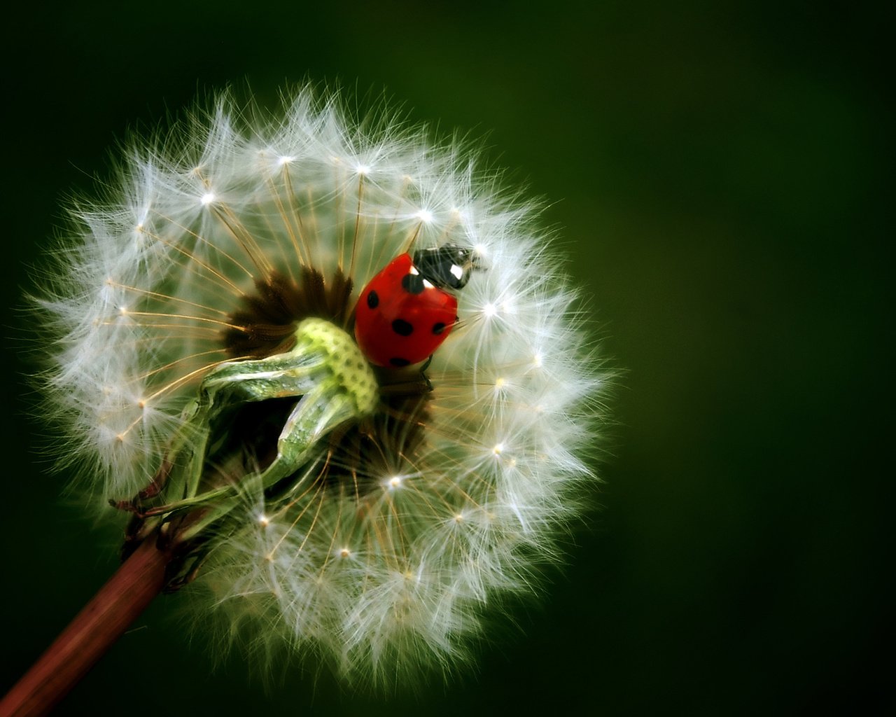 Обои фон, цветок, насекомые, божья коровка, одуванчик, background, flower, insects, ladybug, dandelion разрешение 1920x1200 Загрузить