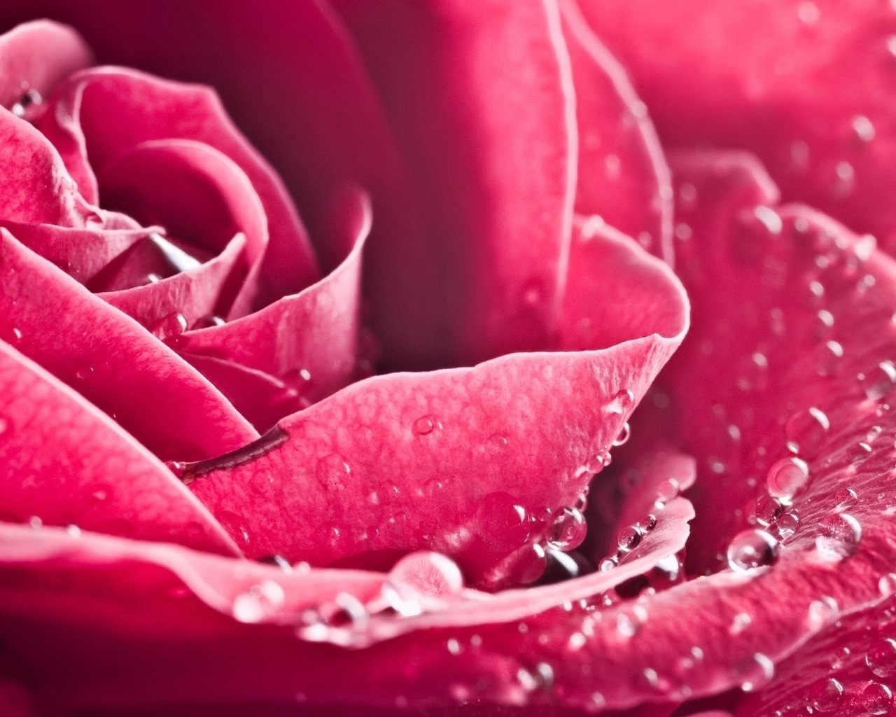Обои роза, лепестки, красная, rose, petals, red разрешение 1920x1200 Загрузить