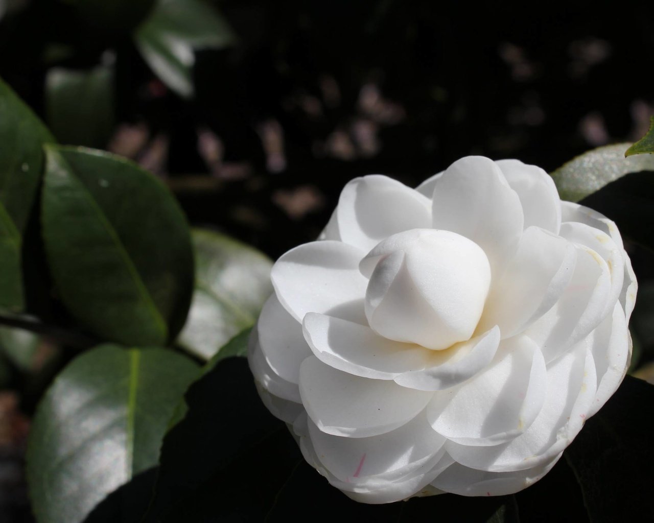 Обои роза, белая, rose, white разрешение 2400x1600 Загрузить