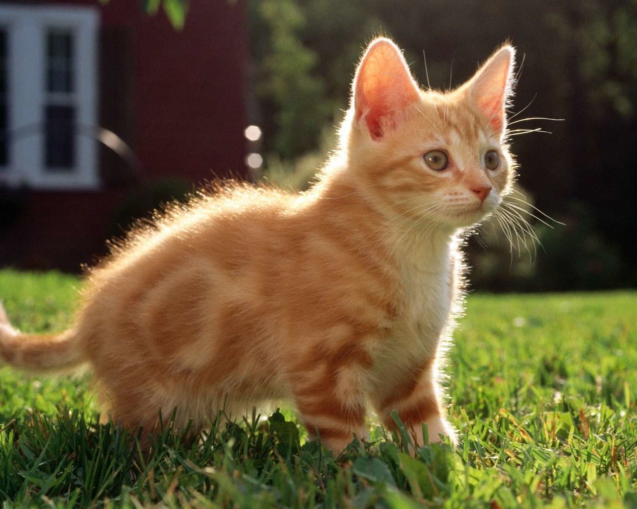 Обои трава, кот, мордочка, кошка, взгляд, котенок, рыжий, grass, cat, muzzle, look, kitty, red разрешение 1920x1200 Загрузить