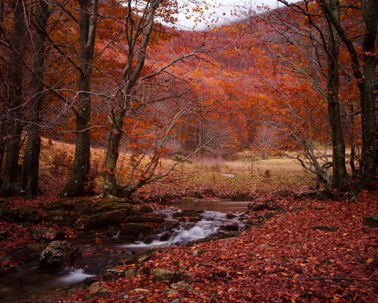 Обои лес, ручей, осень, forest, stream, autumn разрешение 1920x1200 Загрузить