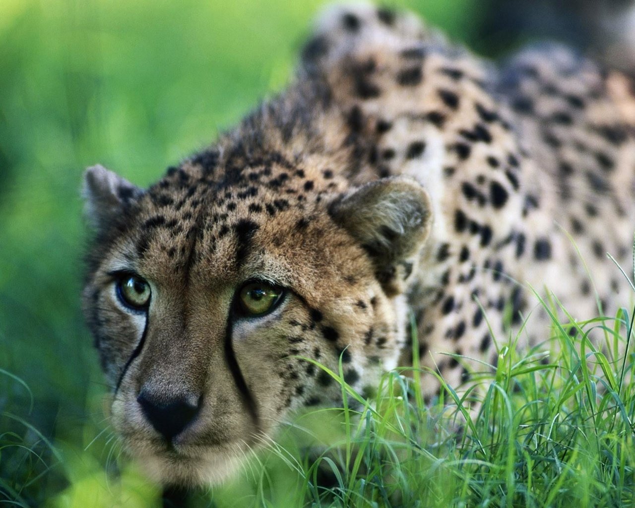 Обои гепард, на, охоте, cheetah, on, hunting разрешение 1920x1200 Загрузить