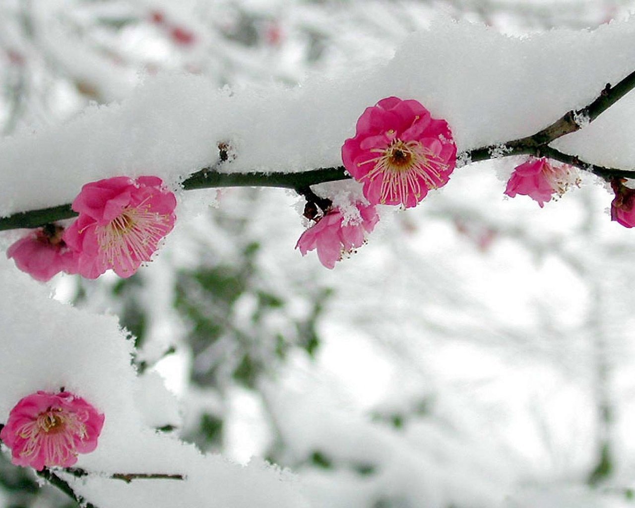 Обои цветы, ветка, снег, весна, сакура, flowers, branch, snow, spring, sakura разрешение 1920x1200 Загрузить