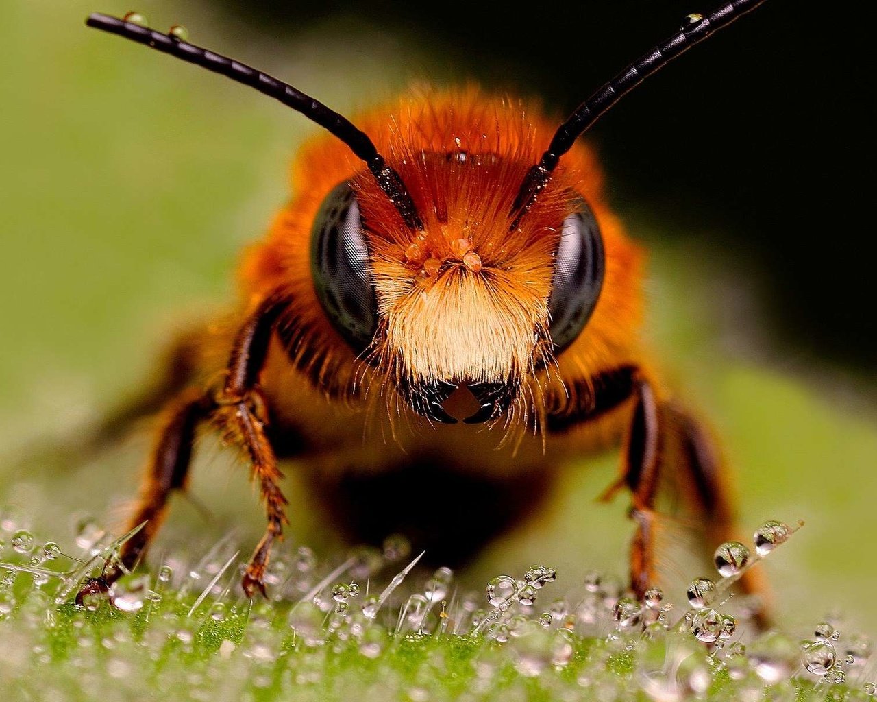 Обои насекомые, пчела, капельки росы, муровей, крупным планом, insects, bee, drops of dew, moores, closeup разрешение 1920x1200 Загрузить