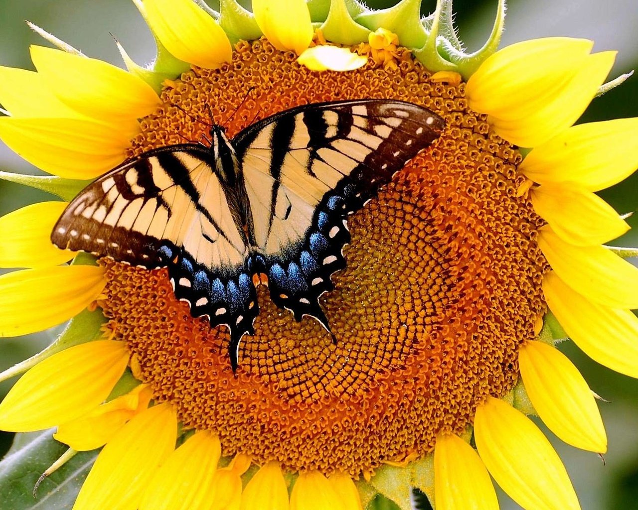 Обои бабочка, подсолнух, butterfly, sunflower разрешение 1920x1200 Загрузить