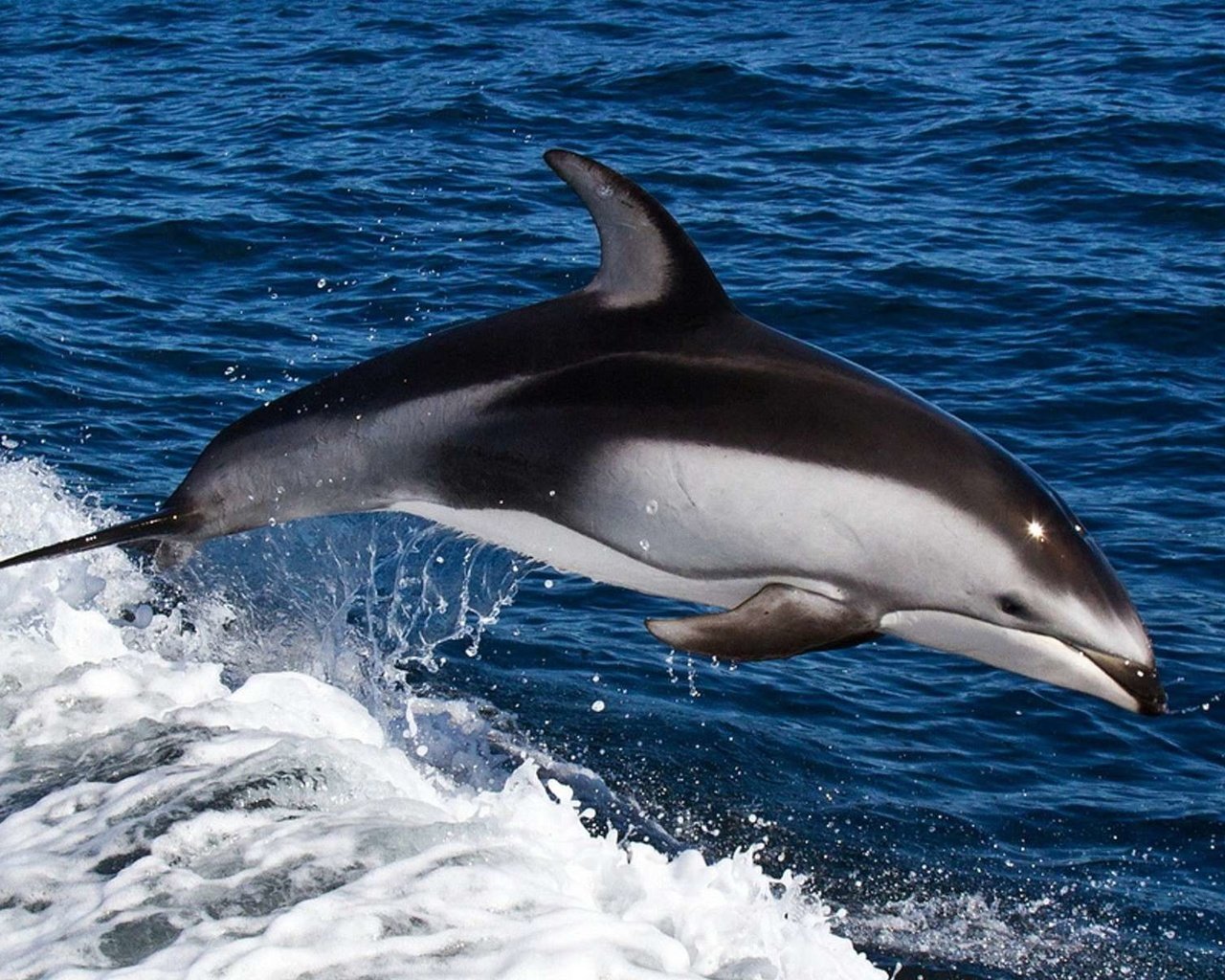 Обои вода, море, волна, прыжок, дельфин, подводный мир, water, sea, wave, jump, dolphin, underwater world разрешение 1920x1200 Загрузить