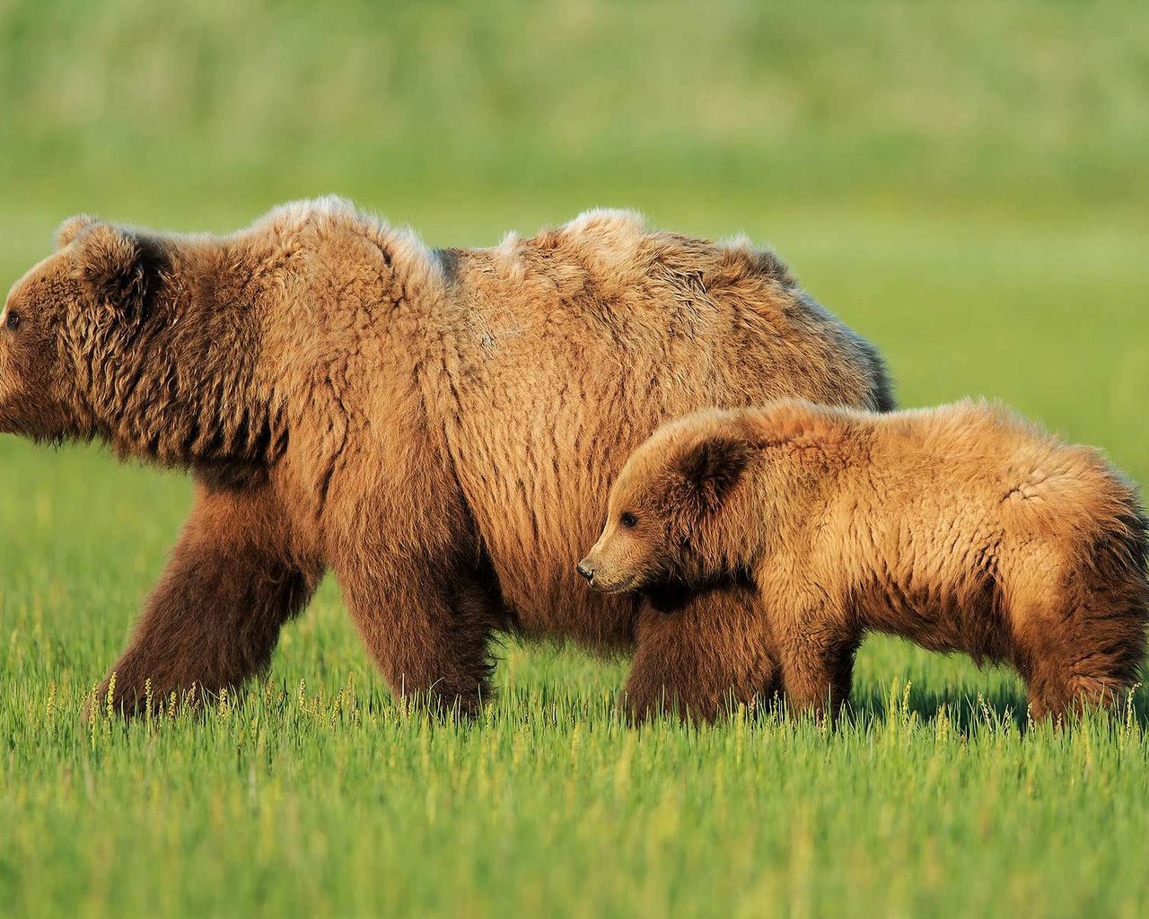 Обои трава, медведь, прогулка, медведи, детеныш, медвежонок, бурый медведь, медведица, grass, bear, walk, bears, cub, brown bear разрешение 1920x1200 Загрузить