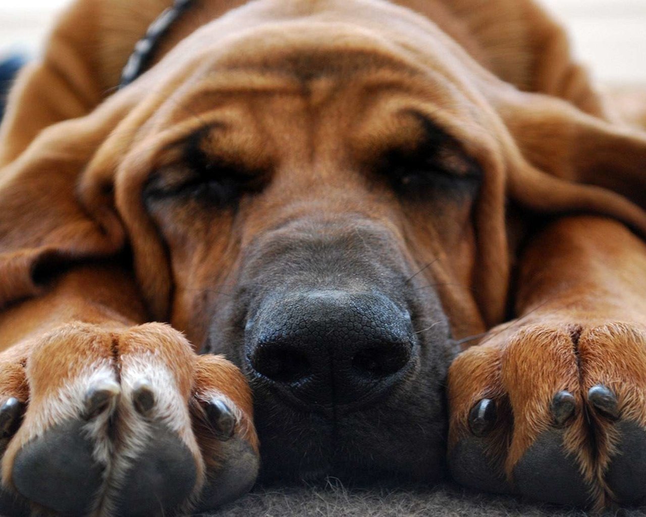 Обои морда, лапы, сон, собака, спит, нос, бассет, бладхаунд, face, paws, sleep, dog, sleeping, nose, bassett, the bloodhound разрешение 1920x1200 Загрузить
