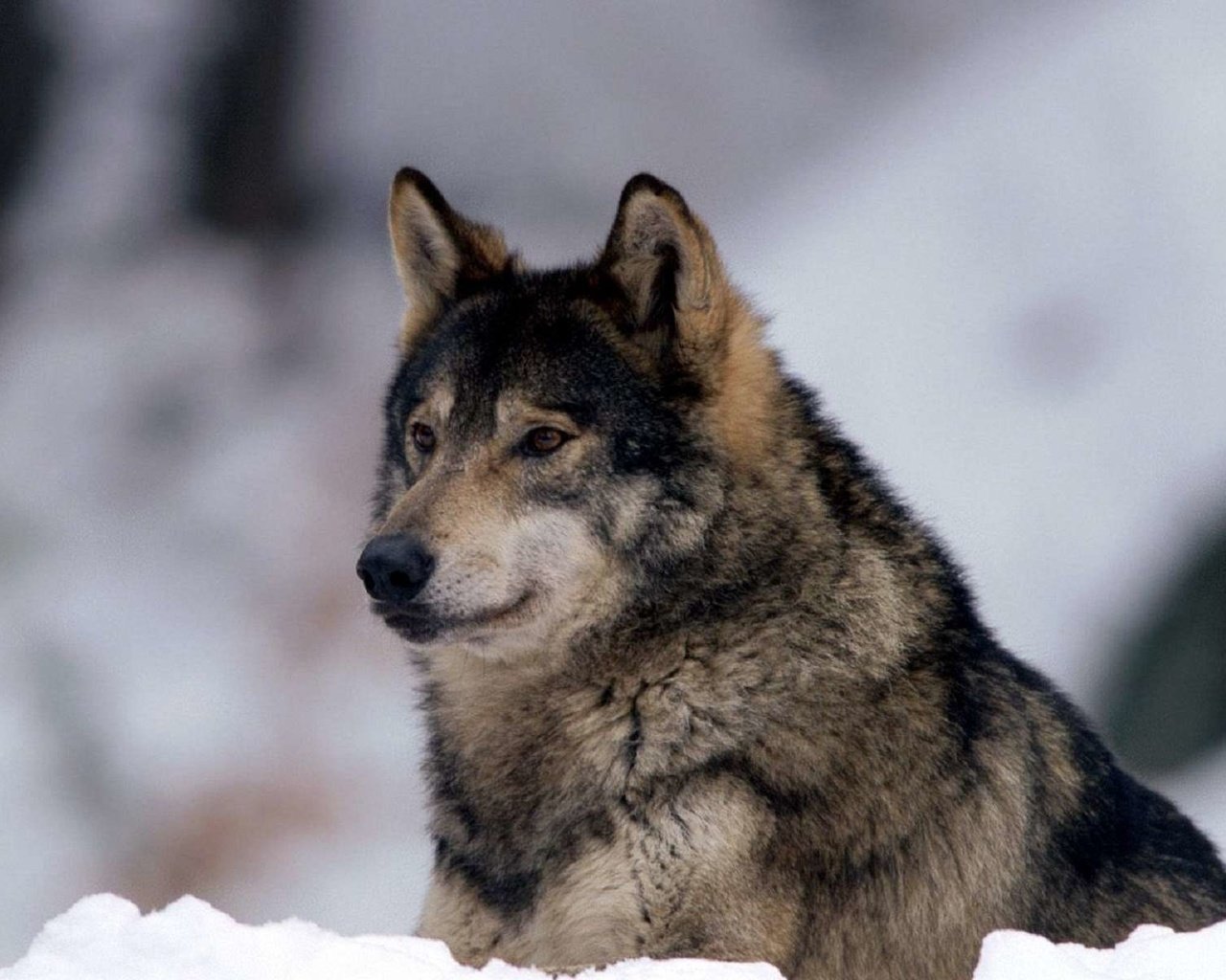 Обои снег, природа, зима, хищник, волк, snow, nature, winter, predator, wolf разрешение 1920x1200 Загрузить