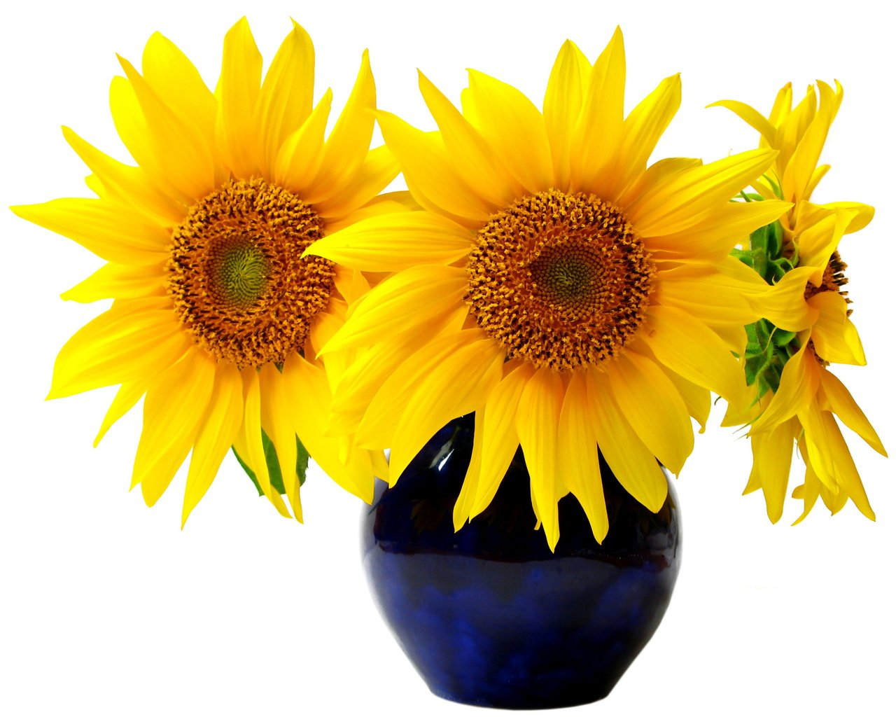 Обои цветы, подсолнухи, белый фон, букет.ваза, flowers, sunflowers, white background, bouquet.vase разрешение 2279x1847 Загрузить