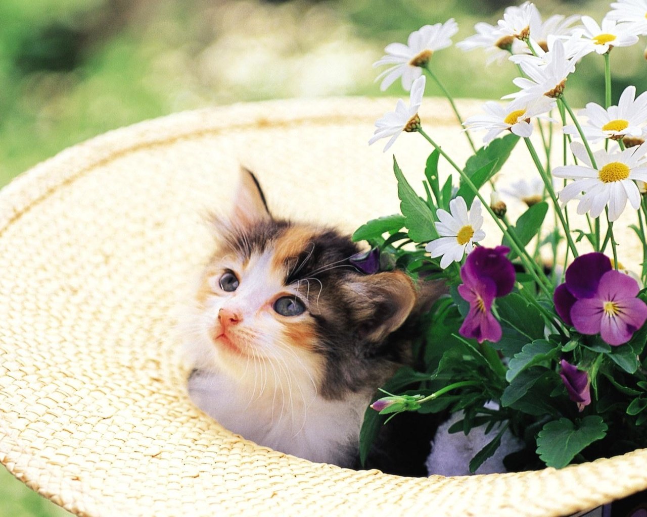Обои цветы, кошка, котенок, шляпа, котенок в клумбе, flowers, cat, kitty, hat, kitty in the flower bed разрешение 1920x1200 Загрузить
