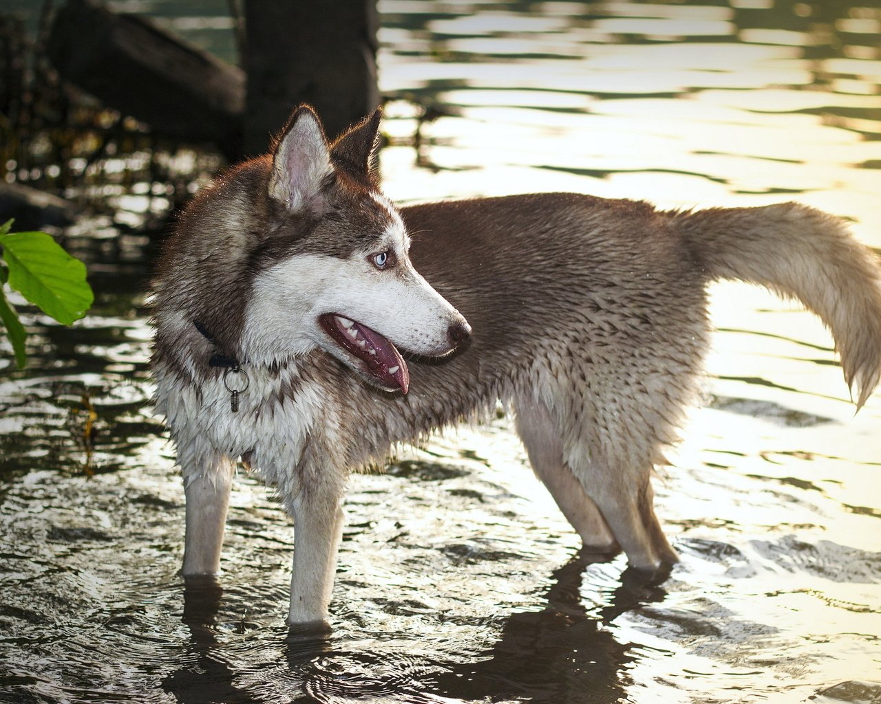 Обои вода, собака, хаски, волк, хаска, water, dog, husky, wolf разрешение 2560x1600 Загрузить