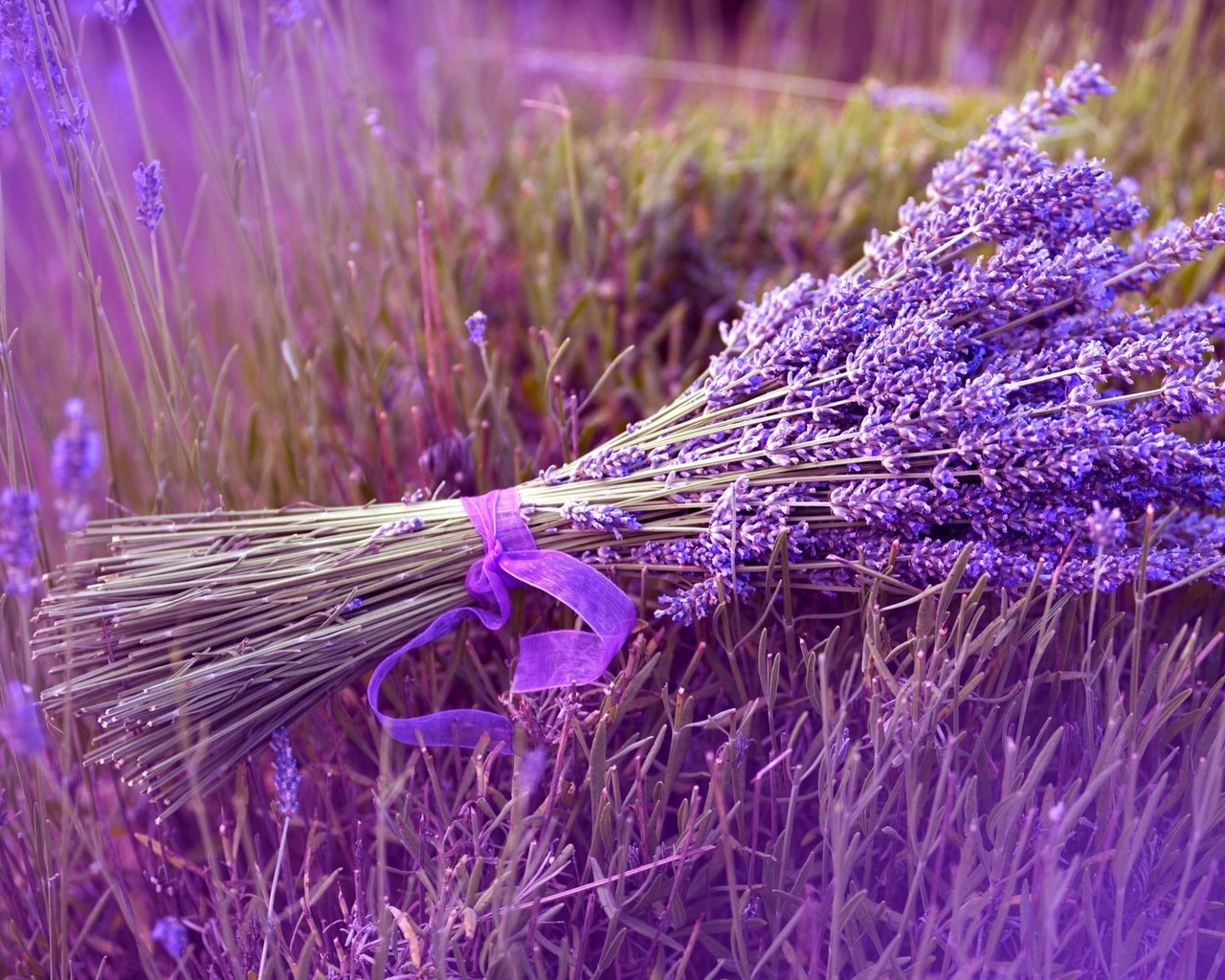 Обои цветы, природа, поле, лаванда, букет, лента, flowers, nature, field, lavender, bouquet, tape разрешение 1920x1200 Загрузить