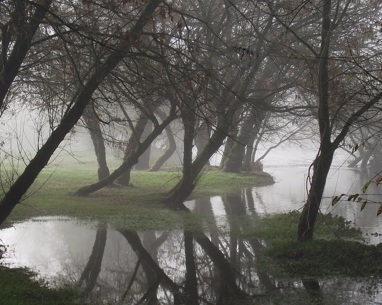 Обои деревья, вода, отражение, туман, trees, water, reflection, fog разрешение 1920x1200 Загрузить