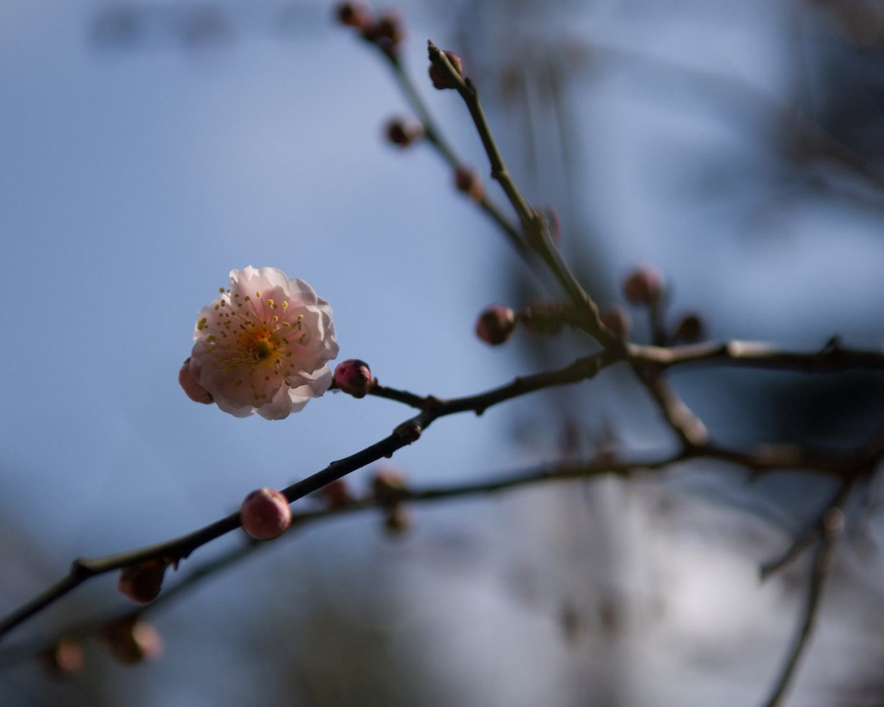 Обои цветы, цветение, ветки, весна, сакура, vesna, cvetok, vetv, yaponiya, flowers, flowering, branches, spring, sakura разрешение 1920x1200 Загрузить