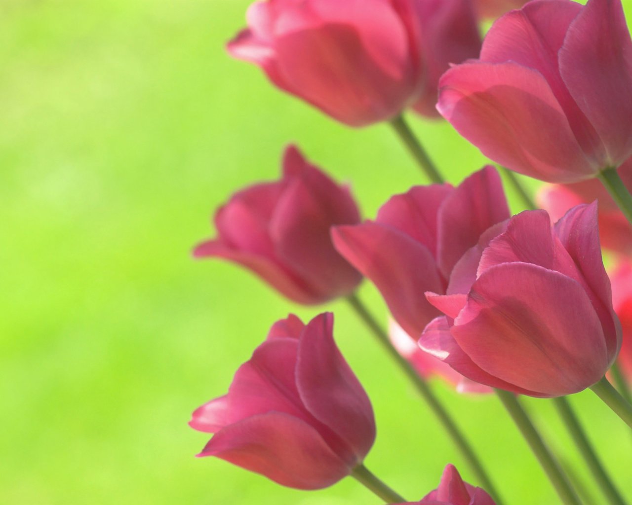 Обои цветы, фон, ярко, весна, тюльпаны, салатовый, flowers, background, bright, spring, tulips, green разрешение 1920x1200 Загрузить
