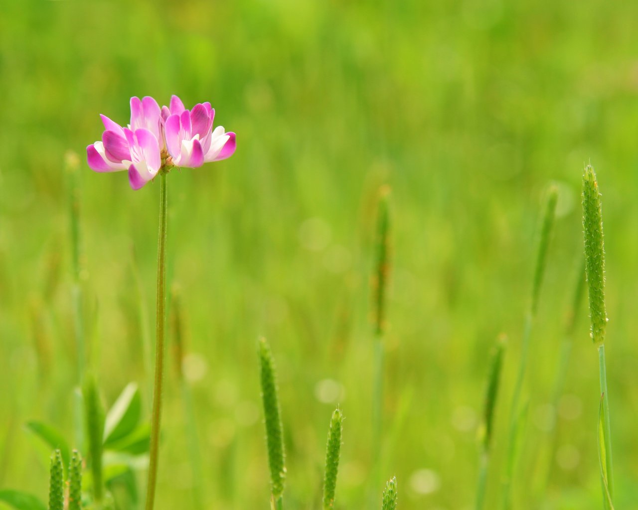 Обои трава, природа, зелень, цветок, grass, nature, greens, flower разрешение 3072x2048 Загрузить