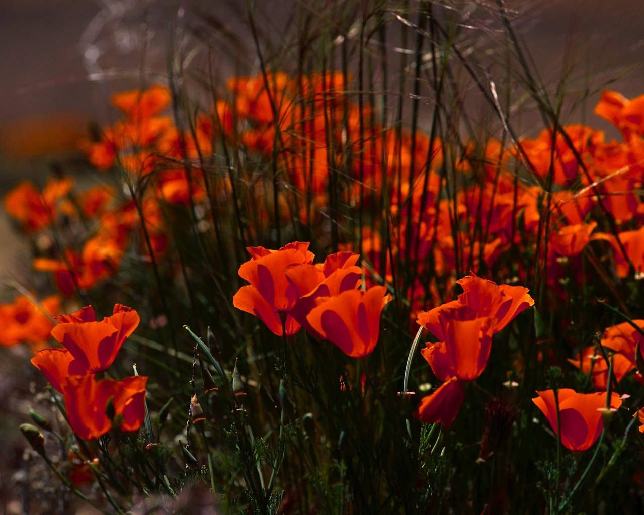 Обои цветы, маки, клумба, flowers, maki, flowerbed разрешение 3878x2582 Загрузить