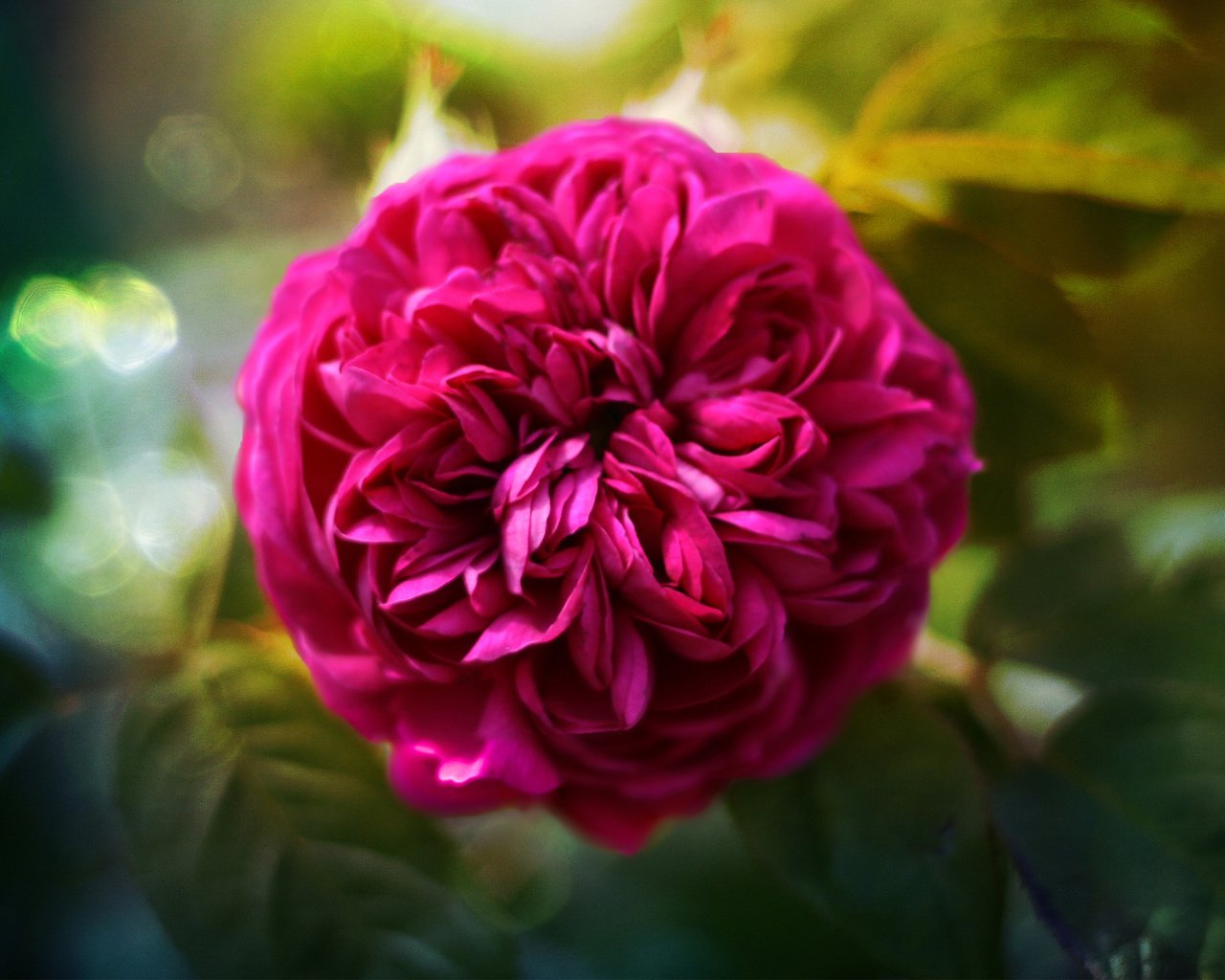 Обои роза, roza, pyshnaya, rose разрешение 2560x1600 Загрузить