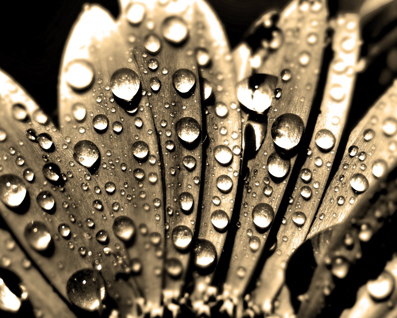 Обои вода, макро, капли, сепия, ромашка, makro, kapli, voda, romashka, sepiya, water, macro, drops, sepia, daisy разрешение 2560x1600 Загрузить