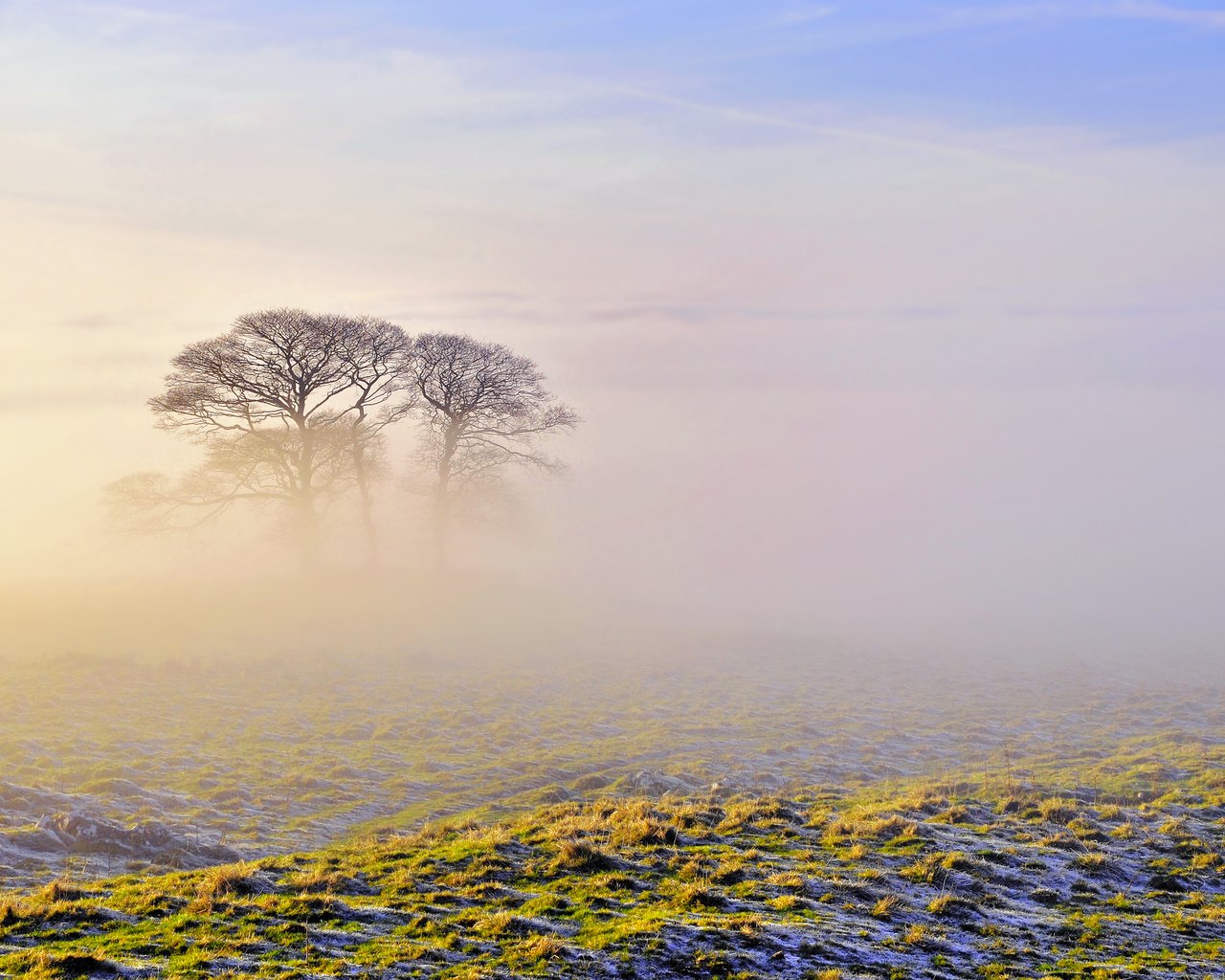 Обои небо, деревья, природа, утро, туман, the sky, trees, nature, morning, fog разрешение 2560x1600 Загрузить