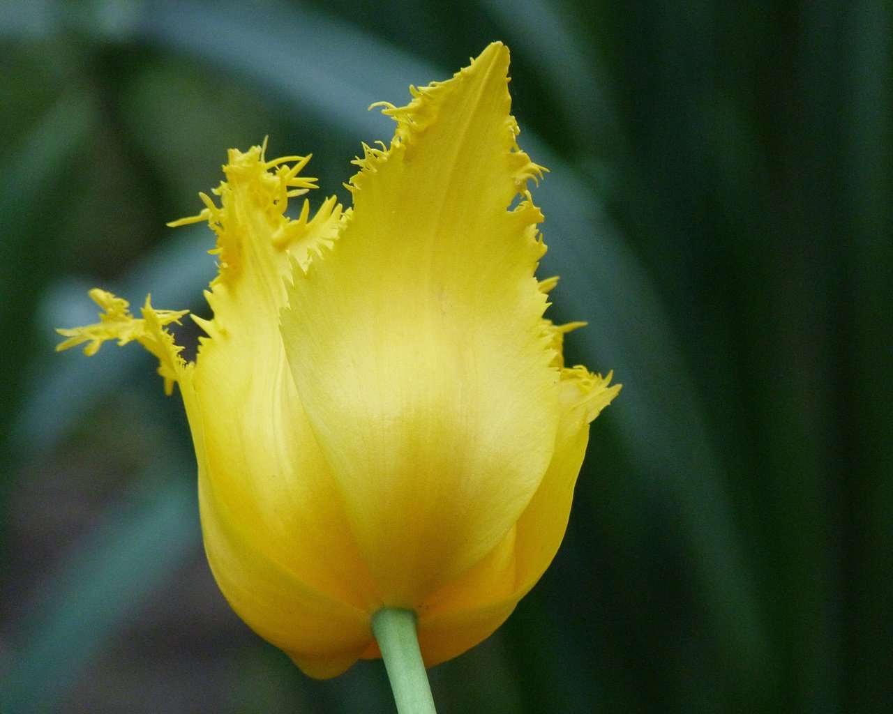 Обои желтый, цветок, тюльпан, cvety, leto, краснодар, yellow, flower, tulip, krasnodar разрешение 4320x3240 Загрузить