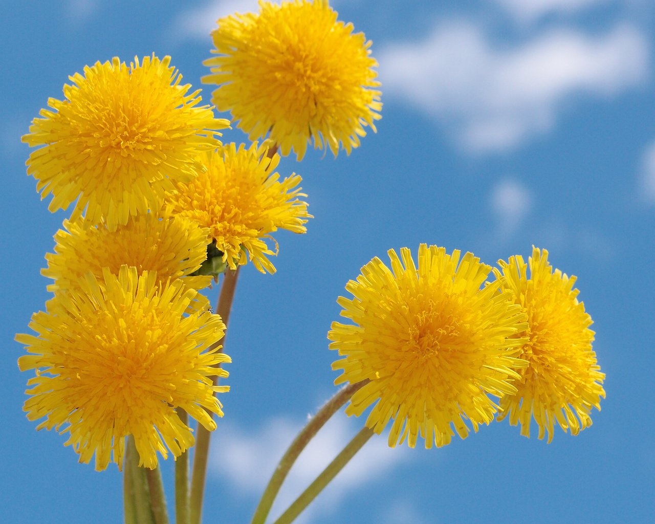 Обои небо, желтый, весна, одуванчик, голубое, nebo, zheltye, oduvanchiki, the sky, yellow, spring, dandelion, blue разрешение 2560x1920 Загрузить