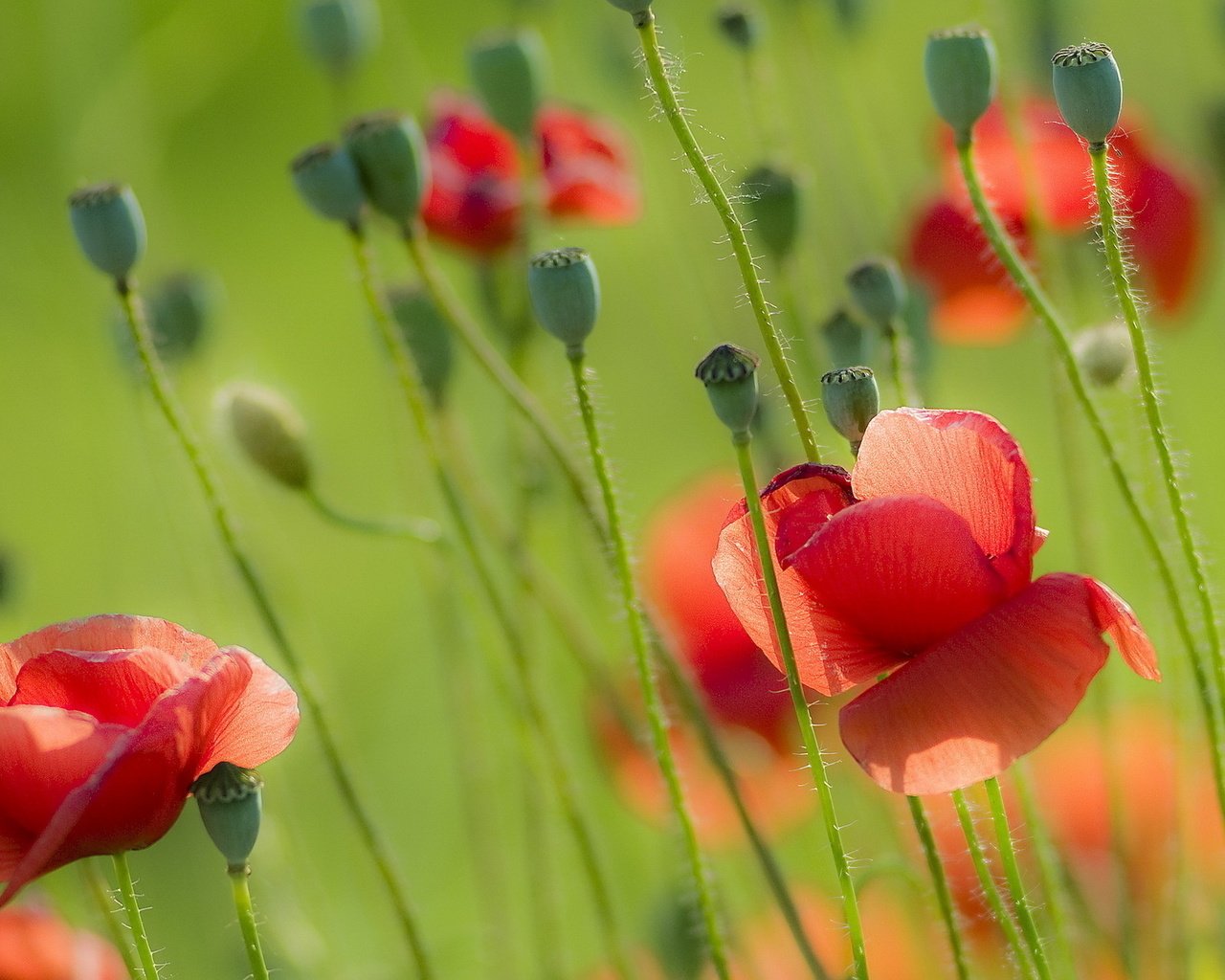 Обои цветы, природа, поле, лето, красные, маки, flowers, nature, field, summer, red, maki разрешение 1920x1280 Загрузить