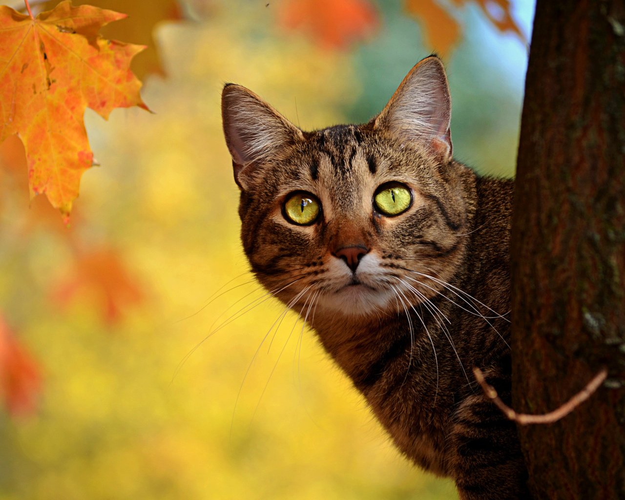Обои дерево, кот, кошка, осень, ствол, полосатый, выглядывает, tree, cat, autumn, trunk, striped, peeps разрешение 1920x1200 Загрузить