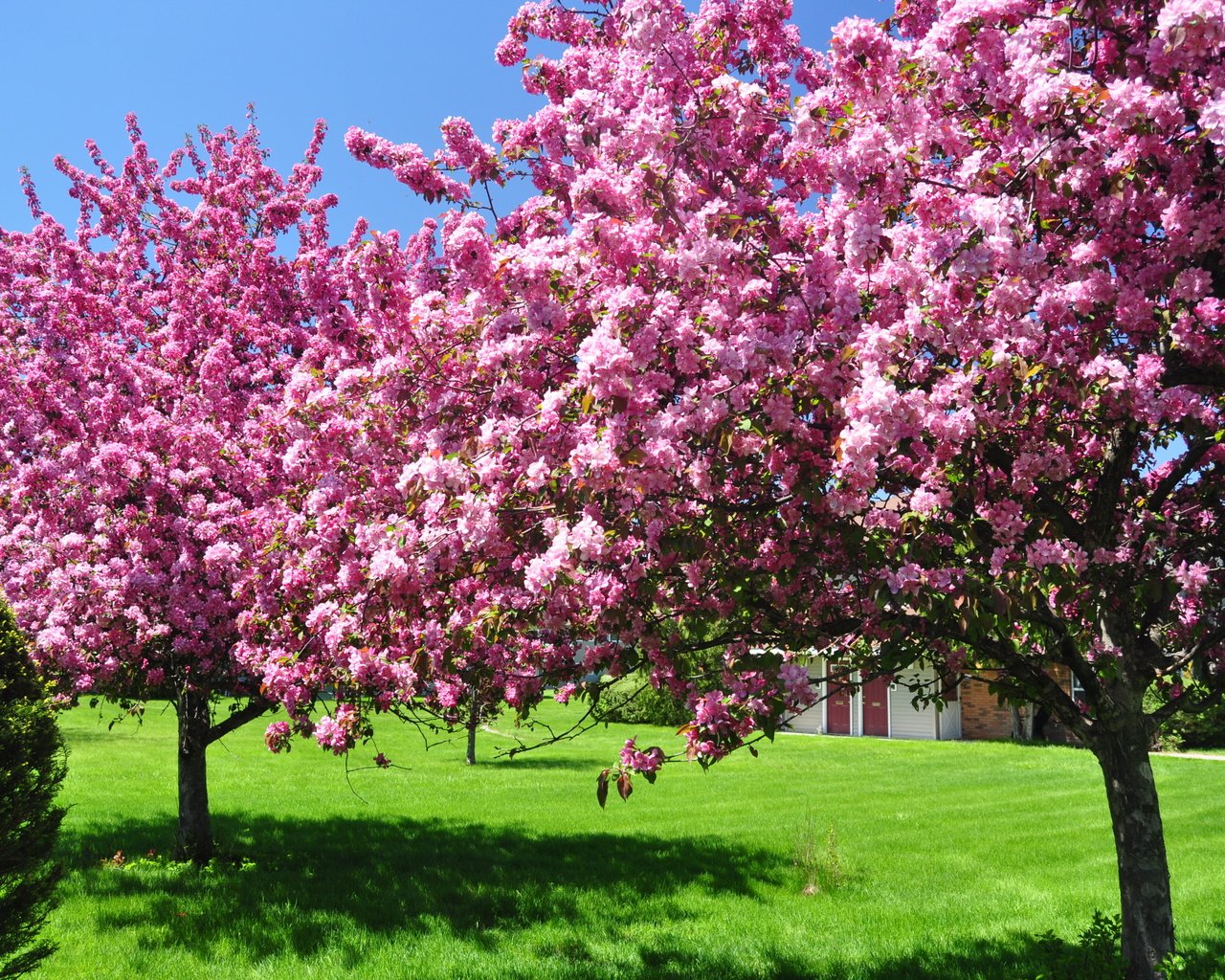 Обои небо, дерево, зелёный, сад, весна, цветущие, газон, the sky, tree, green, garden, spring, blooming, lawn разрешение 3216x2136 Загрузить