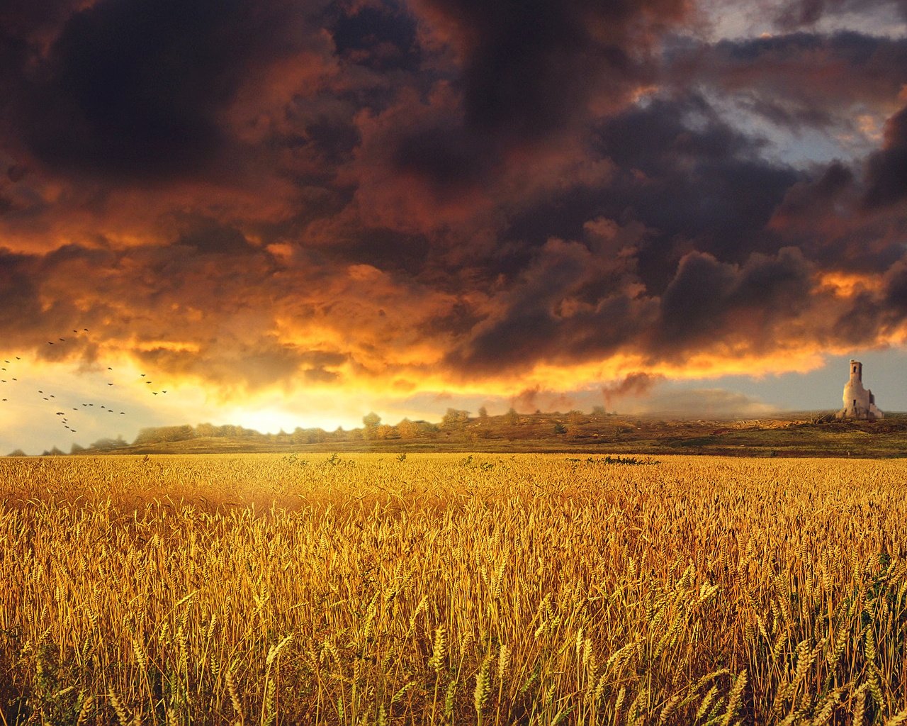 Обои небо, облака, закат, тучи, пейзаж, поле, колосья, пшеница, the sky, clouds, sunset, landscape, field, ears, wheat разрешение 1920x1230 Загрузить