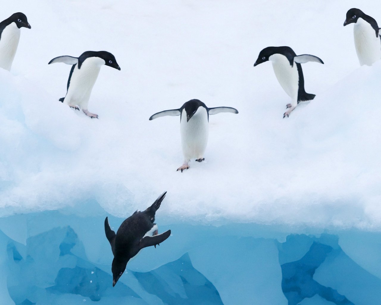 Обои вода, снег, лёд, птицы, пингвины, water, snow, ice, birds, penguins разрешение 1920x1080 Загрузить