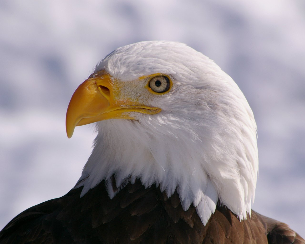Обои взгляд, профиль, птица, клюв, белоголовый орлан, птаха, look, profile, bird, beak, bald eagle разрешение 3008x2000 Загрузить