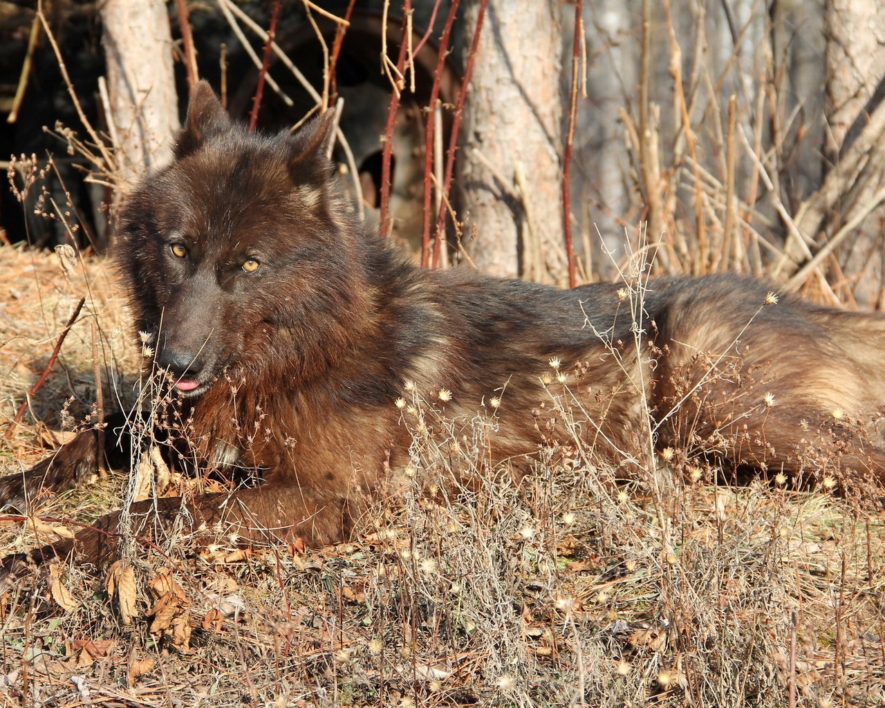 Обои лес, осень, хищник, волк, коричнево-черный, forest, autumn, predator, wolf, brown-black разрешение 1920x1200 Загрузить