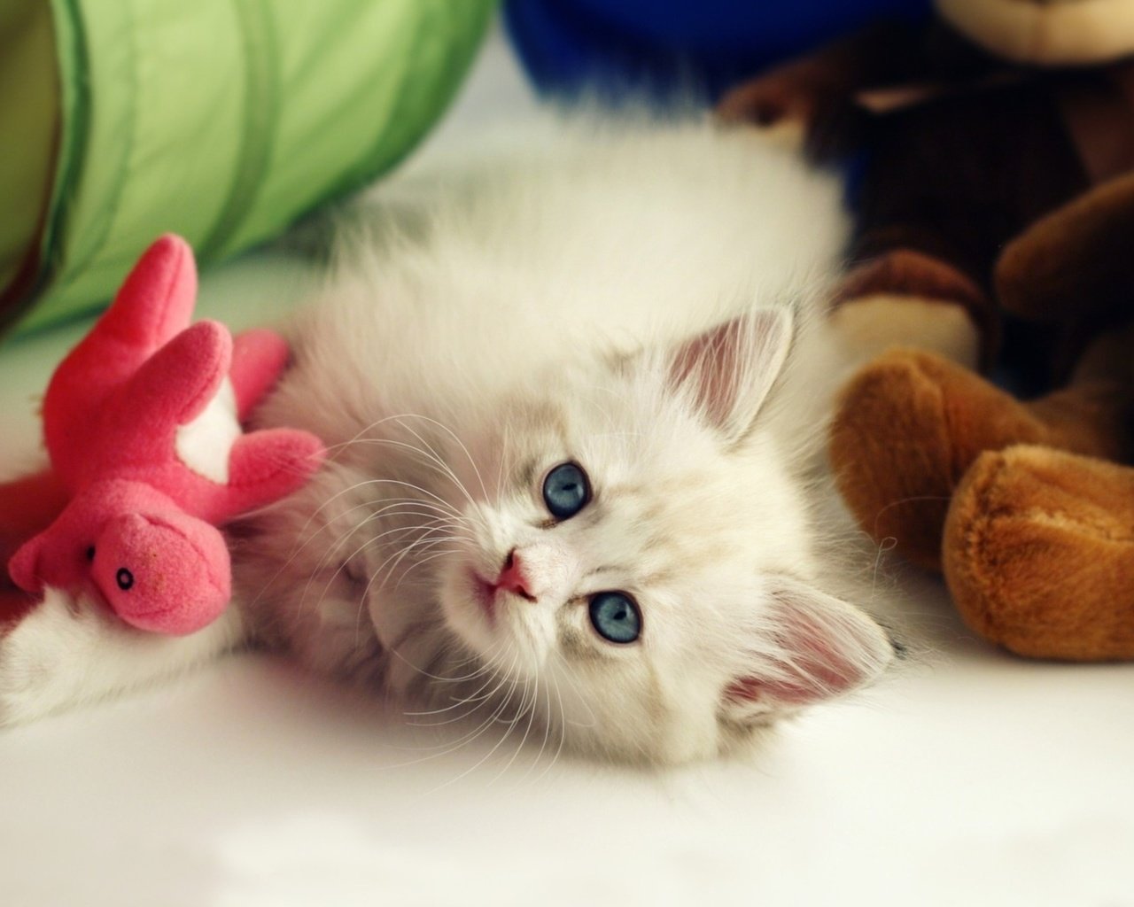 Обои цветы, кошка, котенок, пушистый, белый, игрушки, малыш, flowers, cat, kitty, fluffy, white, toys, baby разрешение 2560x1600 Загрузить