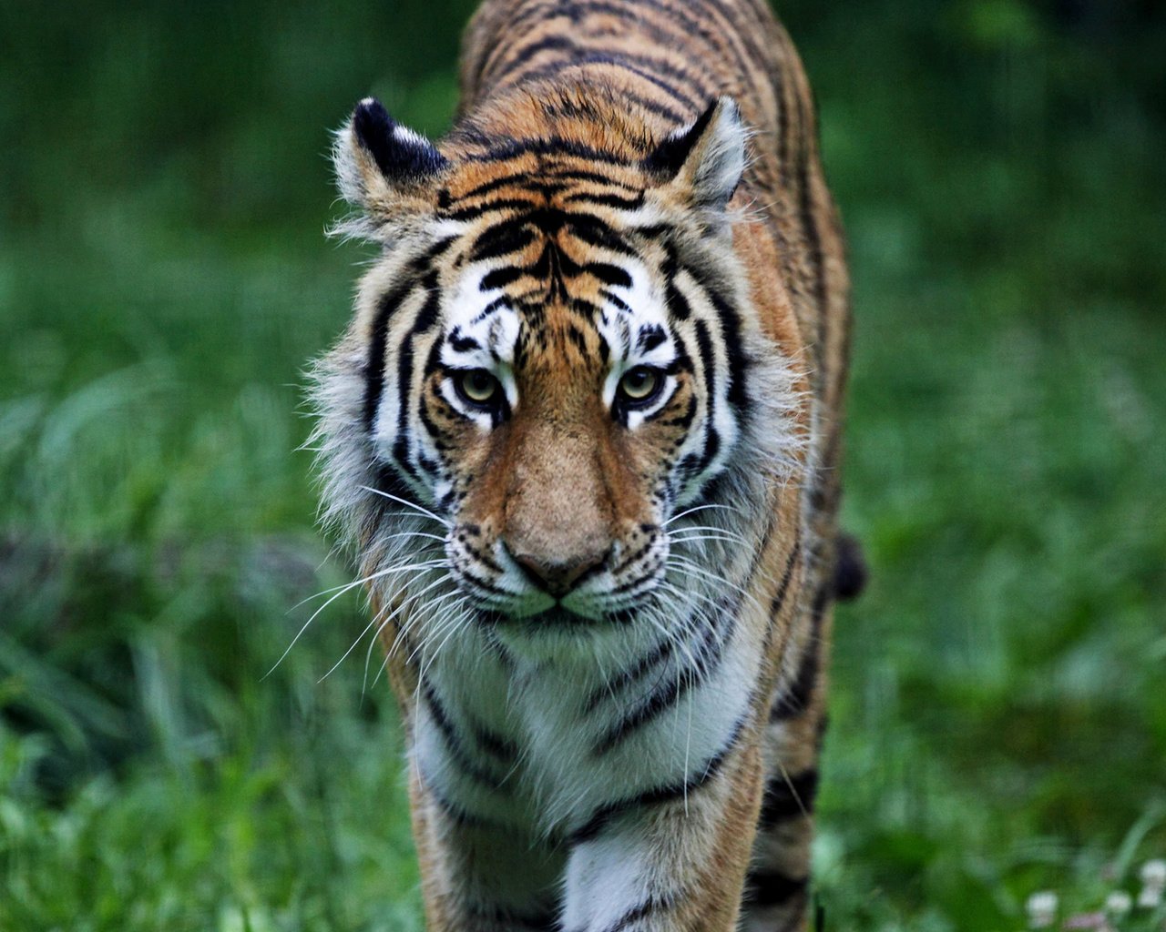 Обои тигр, трава, лес, взгляд, хищник, дикая кошка, tiger, grass, forest, look, predator, wild cat разрешение 1920x1080 Загрузить
