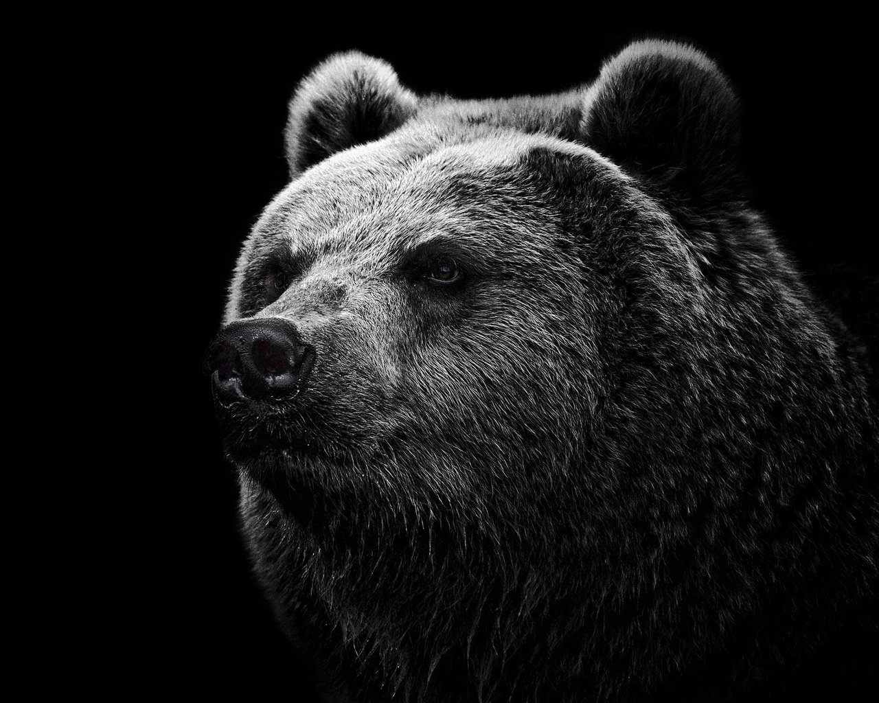 Обои морда, шерсть, медведь, черный фон, голова, гризли, face, wool, bear, black background, head, grizzly разрешение 2048x1371 Загрузить