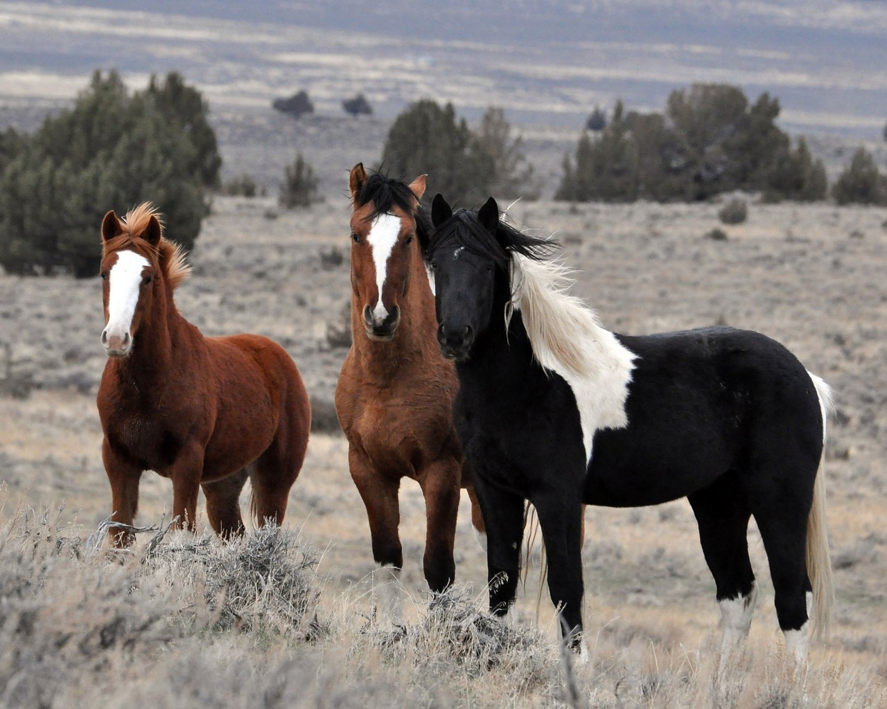 Обои природа, поле, лошади, кони, стадо, жеребцы, nature, field, horse, horses, the herd, stallions разрешение 2560x1600 Загрузить