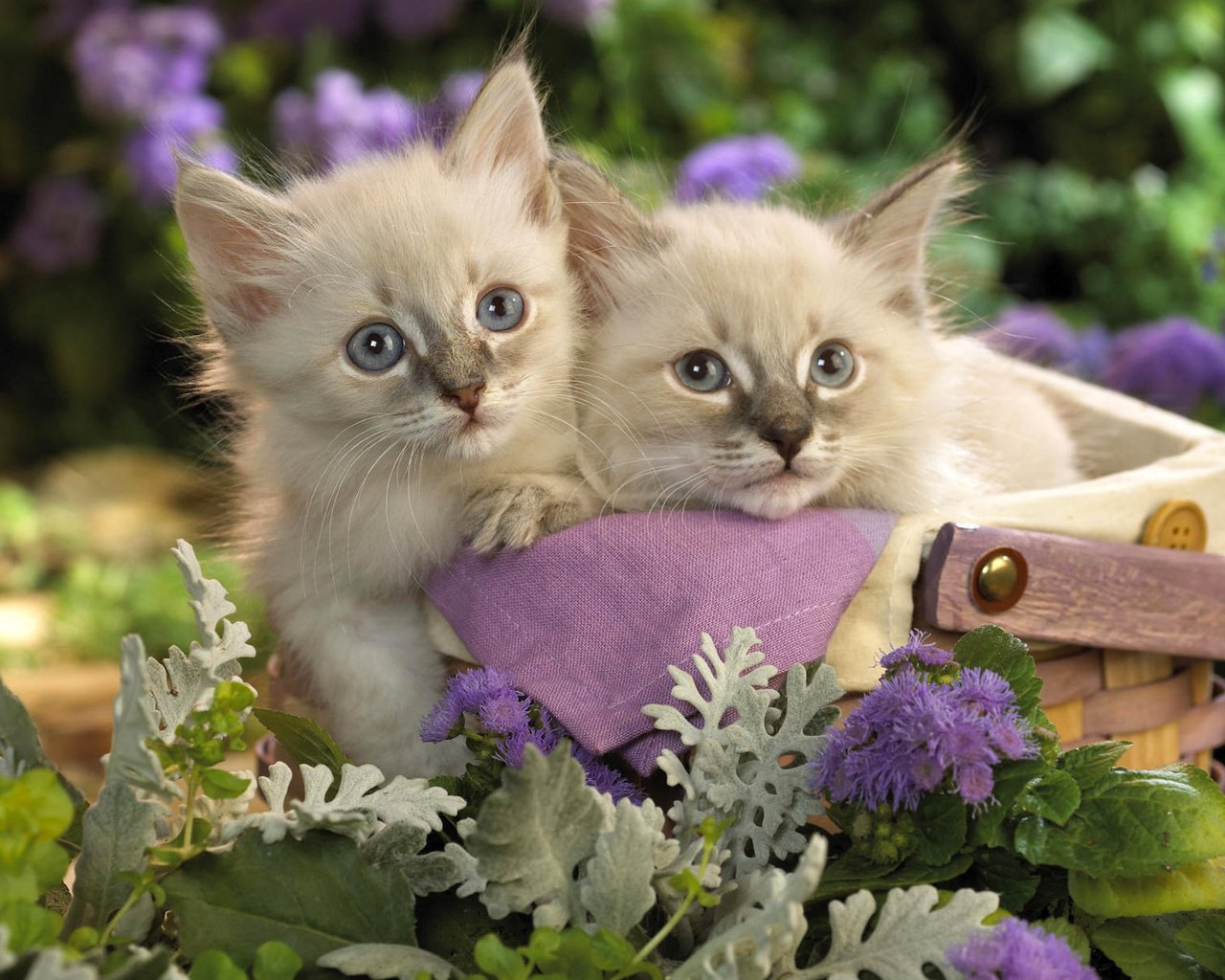 Обои цветы, трава, кошки, котята, корзинка, flowers, grass, cats, kittens, basket разрешение 1920x1200 Загрузить
