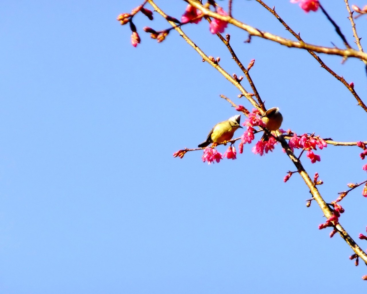 Обои небо, природа, ветви, птицы, весна, розовые цветы, цветущей сакуры, the sky, nature, branch, birds, spring, pink flowers, cherry blossoms разрешение 1920x1200 Загрузить