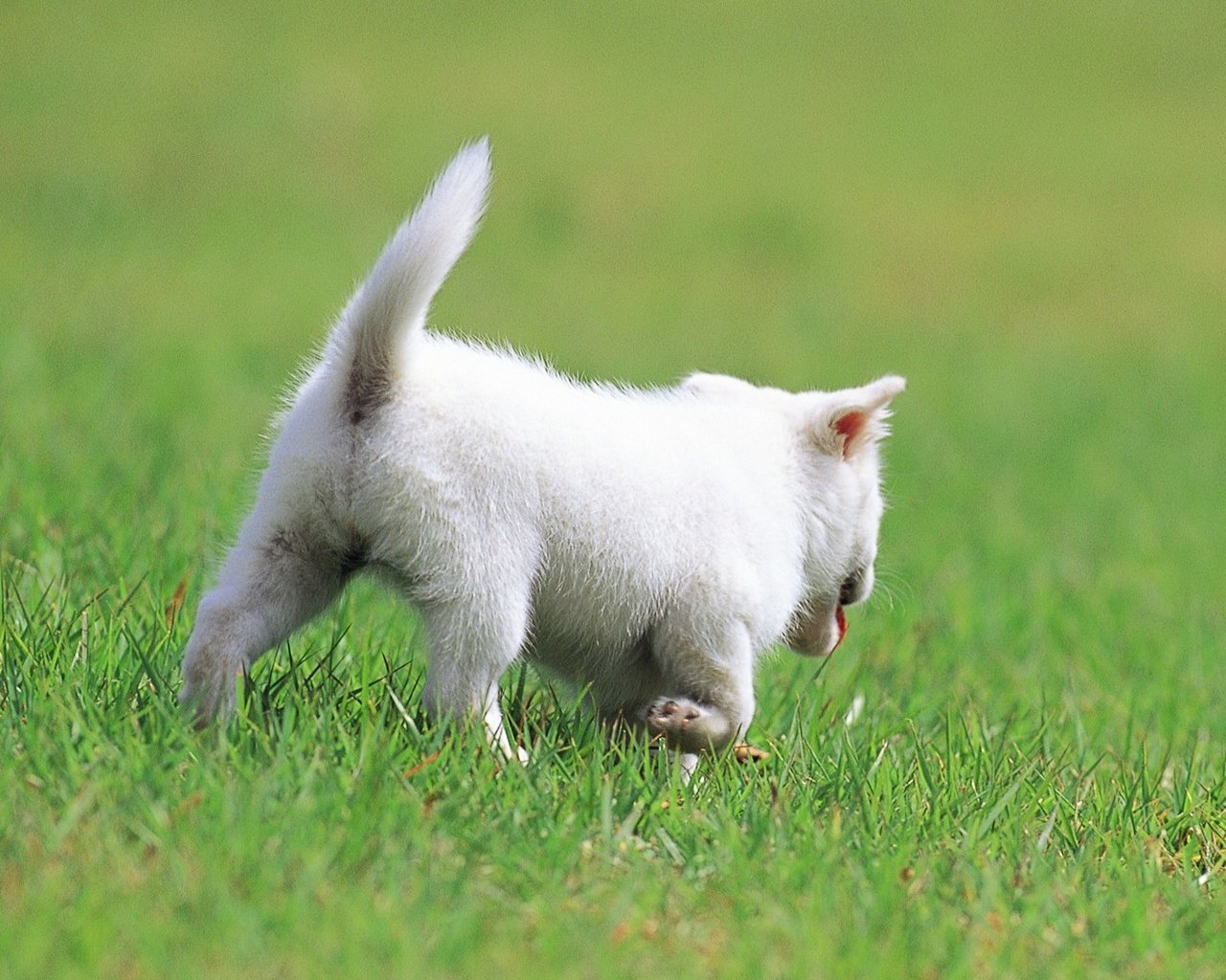 Обои трава, кот, кошка, котенок, белый, прогулка, grass, cat, kitty, white, walk разрешение 1920x1080 Загрузить