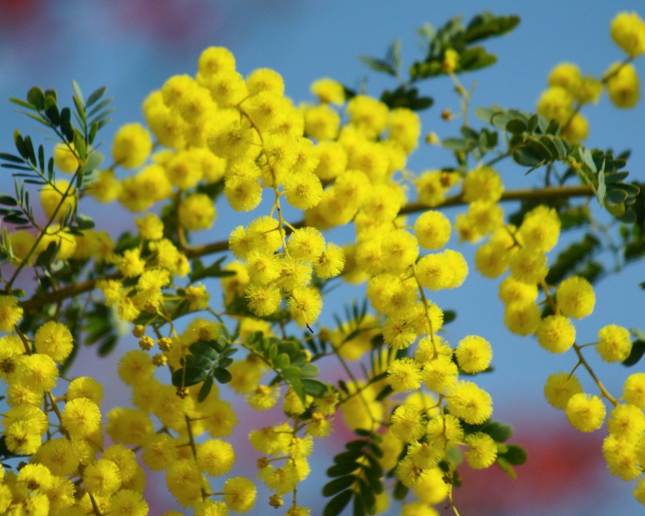 Обои небо, цветы, ветка, цветение, жёлтая, мимоза, the sky, flowers, branch, flowering, yellow, mimosa разрешение 1920x1200 Загрузить